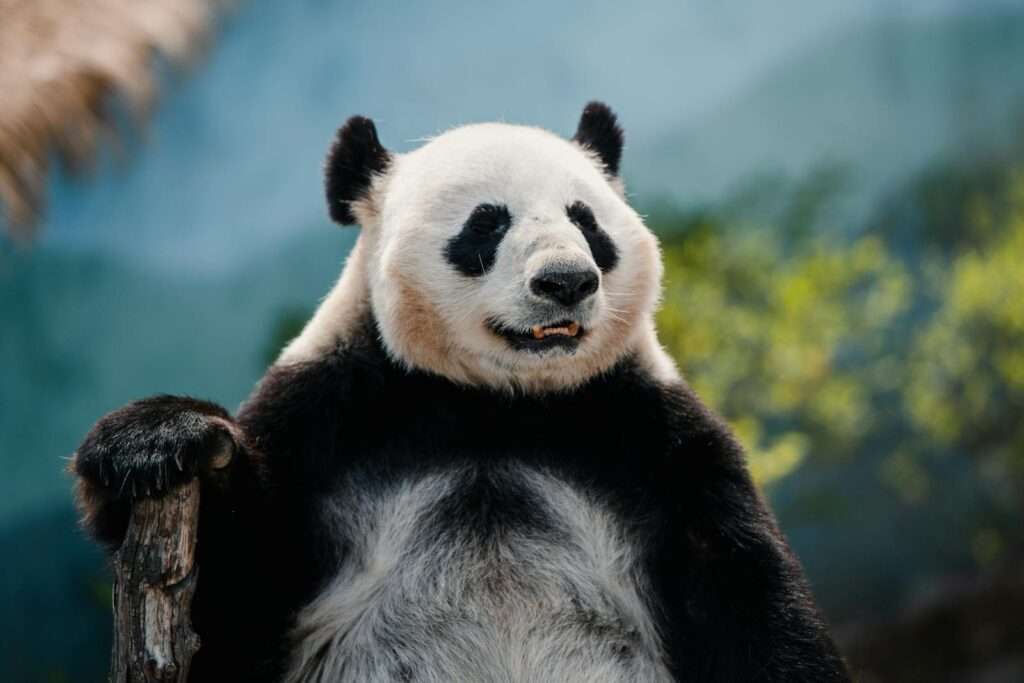 Photo of a Panda Standing