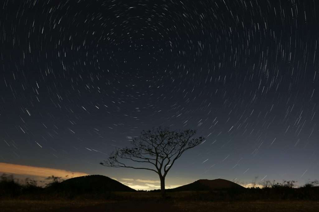 silhouette photography of tree